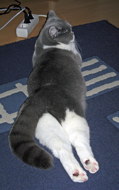 防线崩塌之夜,拉亚如何彻底撕碎秘鲁的铜墙铁壁