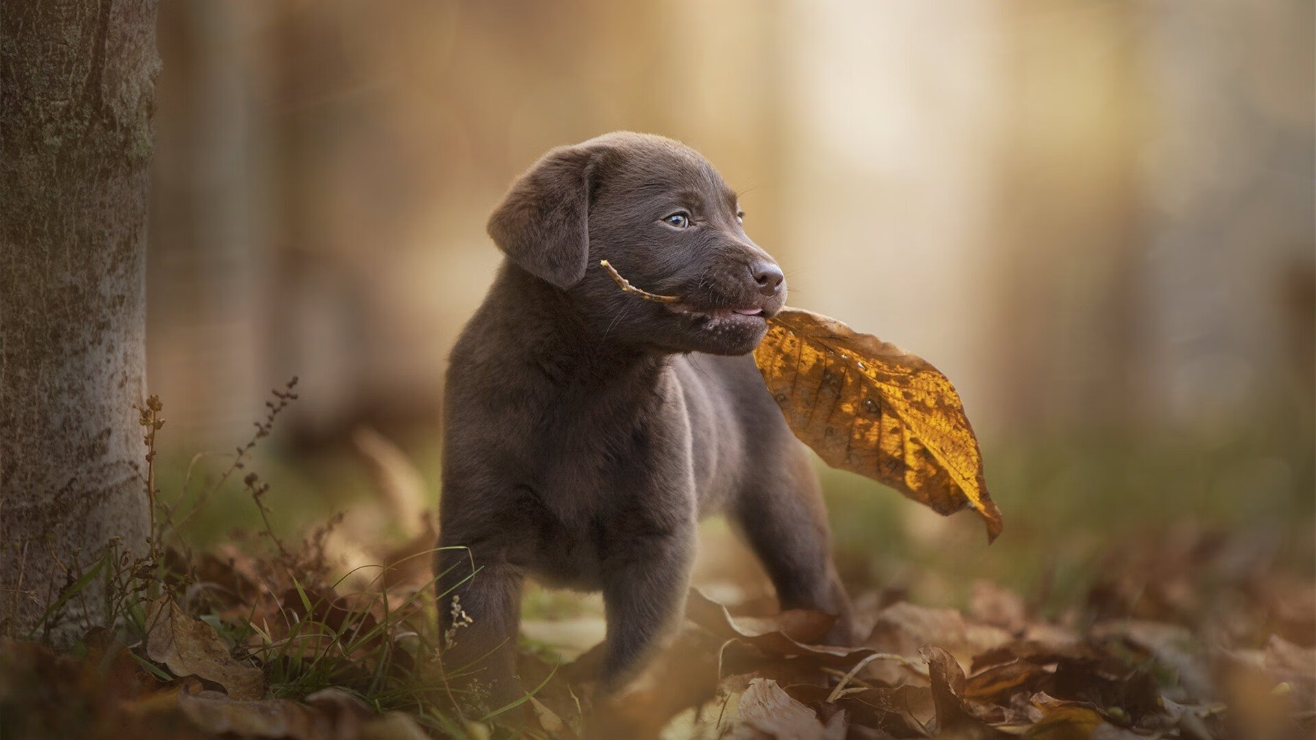 德罗赞的终场魔术,一记压哨绝杀如何定义年度焦点之战